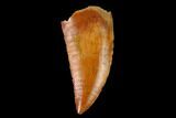 Serrated, Raptor Tooth - Real Dinosaur Tooth #149072-1